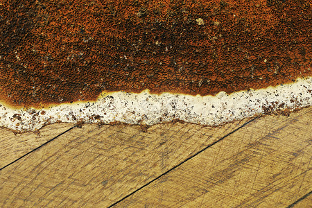 衰变关闭Serpulalacrymans的果实生长在木板上这种真菌是潮湿建筑中最具破坏力的弃湿图片