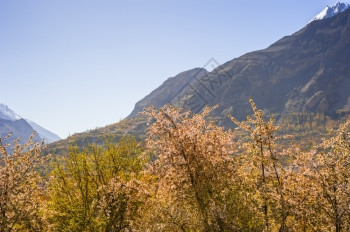 自然树巴基斯坦北部地区秋季的Hunza山谷美丽的地貌景观平线图片