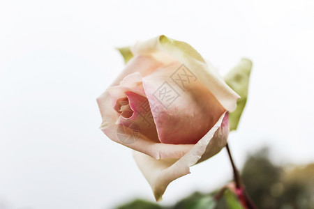 绽放宁静丰富多彩的在植物园白色背景上单粉红玫瑰它是广受欢迎的旅游目地泰国北部重点选择ThomasFocus图片