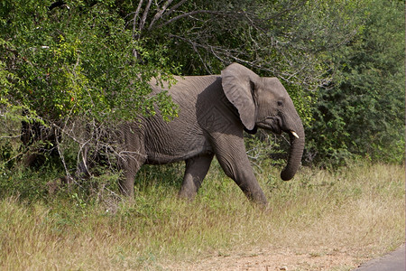 山大五非洲象横渡道路非洲大象的侧面简介6轮廓图片
