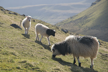 农场牧天空在法罗群岛景观的绿地上用山草岩石羊羔和绵来对抗草地上的小毛羊和并配有山地草石头羊羔和群色彩多的旅行背景法罗群岛光荣景象背景图片