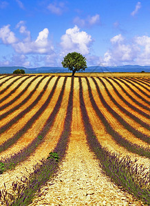 薰衣草树位于法国瓦伦索自然美貌的瓦伦索尔Valensole天然中的景色盛开的草原山丘紫色图片