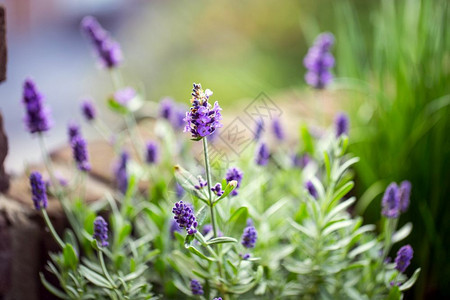植物群花园里的薰衣草美丽的本柔和焦点花园里的薰衣草美丽的本柔和焦点紫色的法国图片