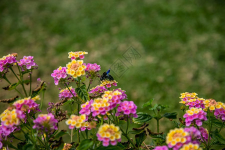 希腊户外夏季野花开洋甘菊ee夏季野花洋甘菊坠落图片