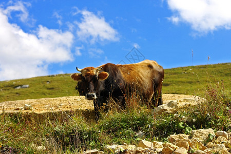 安详高加索山区草原上孤独的奶牛厄尔布鲁士绿化图片