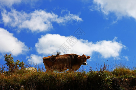 植物群高加索山区草原上孤独的奶牛明亮厄尔布鲁士图片