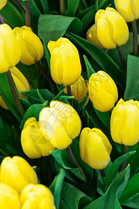 风景优美植物群绽放种新鲜黄色郁金香花作为全框架岗背景图片