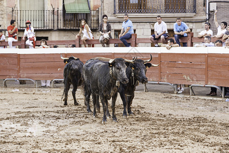 西班牙斗牛比赛典型动物展示的详情西班牙成人盛宴勇气图片