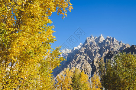 旅游巴基斯坦卡拉科姆山脉GojalHunzaGilgitBaltistan的黄叶树和帕苏锥山峰雪罕萨图片