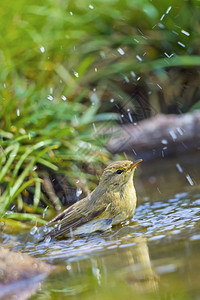 WillowWarblerPhylloscopustrochilus森林池塘地中海森林卡斯蒂利亚和莱昂西班牙欧洲水池羽毛动物图片