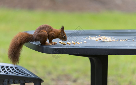 漂亮的快红松鼠寻找种子和其他食物在花园桌上找到生红松鼠寻找食物户外图片