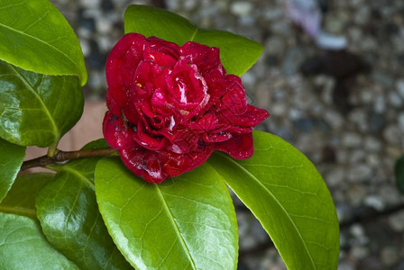 漩涡红玫瑰在意大利托斯卡纳花园快乐的垃圾摇滚图片