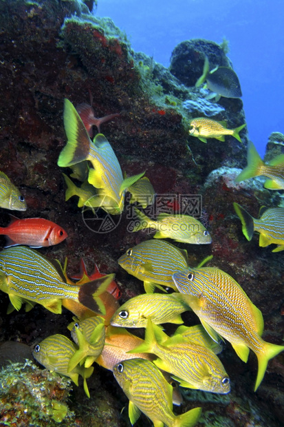 白色咕噜声普通Haemulonplumierii珊瑚礁加勒比海吉隆滩古巴美国海洋生物学水利图片