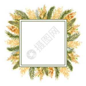 植物群明亮的横幅以白色孤立背景的Mimosa分形为外缘米莫萨边缘米莫萨分形为外部边缘白孤立背景水彩色插图的几何方格框水彩色插图图片