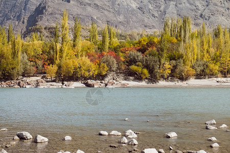 通风的巴基斯坦GilgitBaltistan背景的绿树石Shyok河和山上多棵彩色树木绿松石荒野图片