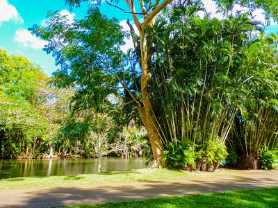 毛里求斯岛庞普勒穆塞西沃萨古尔拉姆兰爵士植物园花吸引力水图片