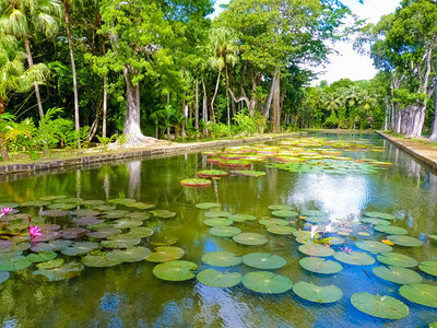 热带花园池水里的睡莲叶图片