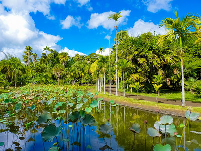 毛里求斯岛庞普勒穆塞西沃萨古尔拉姆兰爵士植物园绿色港口湖图片