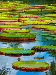 热带花园池水里的睡莲叶图片