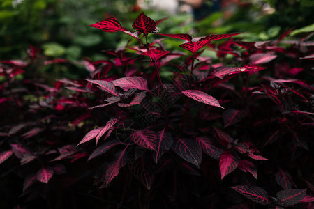 种子叶除草在科尔多瓦的一个花园里有粉红和叶的封闭工厂图片