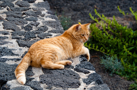躺在花园石路上的流浪猫图片