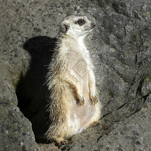 动物园空地中的滑稽猫鼬庄园肖像或suricate是属于猫鼬家族Meerkat的小型食肉动物特写散景有趣的自然图片