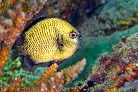 鳍观察主题雀鲷头带骗子网状雀鲷珊瑚礁蓝碧岛北苏拉威西印度尼亚洲图片