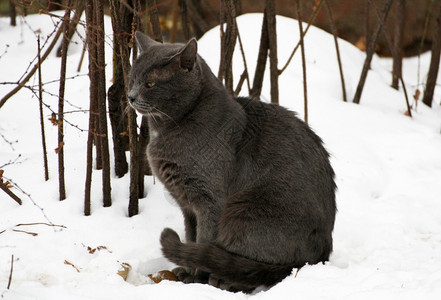 成人坐着冬天一只大灰猫坐在雪中抱着他的爪子和尾巴闭上他的眼睛哺乳动物图片
