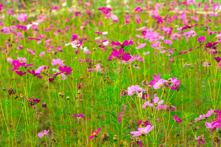 老的夏季花卉景观场与粉红色的波斯菊花在拉丁文CosmosBipinnatus在夏季草甸景观与波斯菊花盛开在夏季草甸花瓣的图片
