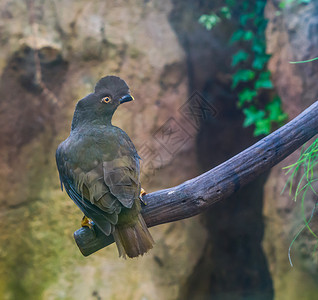 坐在树枝上来自吉亚纳的热带鸟类座落在树枝上的岩石中雌圭安公鸡动物学有趣的变化图片