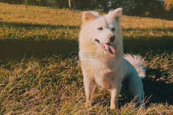 蓝色的后院花园中华丽的马林牧羊犬肖像国内的场地图片