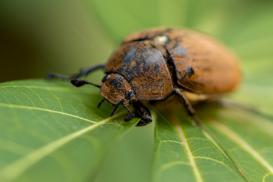 一种充满活力大型照片旧毛发甲虫寻找食物的古老甲虫黑白绿叶上的欧洲甲虫金龟子科图片