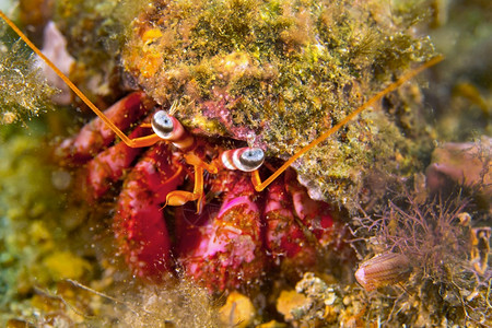 礁深的生活GreathermitcrabDardanusspCaboCopePuntasdelCanegre自然公园地中海穆尔西图片