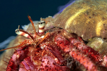 生活物多样GreathermitcrabDardanusspCaboCopePuntasdelCanegre自然公园地中海穆尔西图片