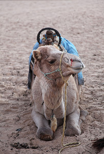 撒哈拉沙漠的早晨干旱异国情调游牧民族图片