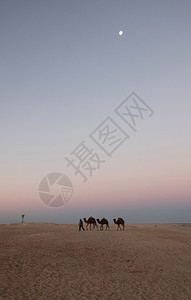 撒哈拉沙漠的早晨苹果浏览器假期阿拉伯图片