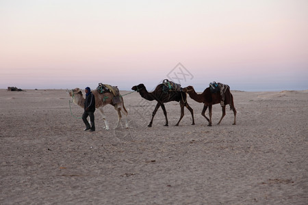 毛皮撒哈拉沙漠的早晨危险沙丘图片