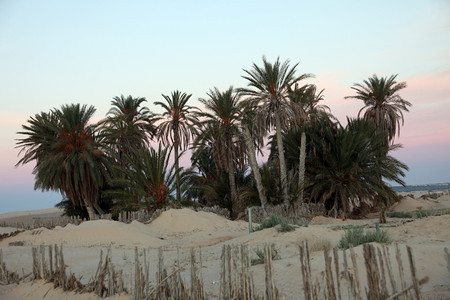 毛皮难的沙丘撒哈拉漠的早晨图片
