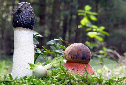 树生态系统Flockenstieliger和Stinkmorchel在森林里落叶图片