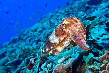 临海美丽水肺鱼Sepiasp珊瑚礁Lembeh北苏拉威西印度尼亚洲图片