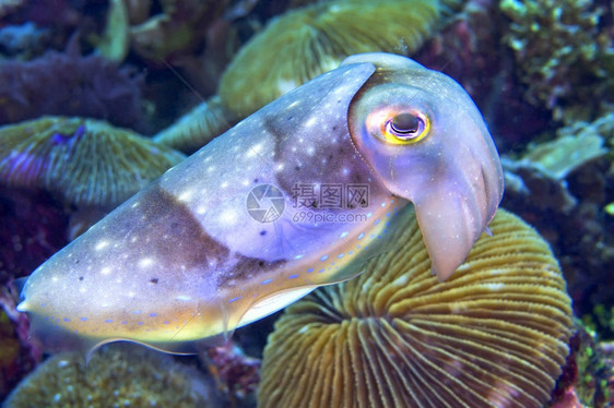 自然环境鱼Sepiasp珊瑚礁Lembeh北苏拉威西印度尼亚洲临海图片