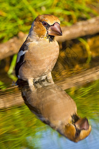 生态保护HawfinchCoccothraustescoccothraustes森林池塘地中海森林卡斯蒂利亚和莱昂西班牙欧洲芬奇背景图片