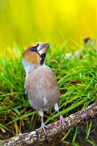 保护绿鸟类学HawfinchCoccothraustescoccothraustes森林池塘地中海森林卡斯蒂利亚和莱昂西班牙欧洲图片