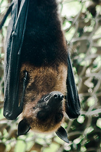 上行空间内陆飞狐是一只大蝙蝠就像哺乳动物一样被考虑要飞翔的猎物它们可以飞翔公园图片