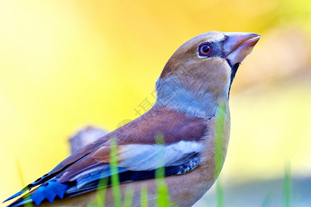 HawfinchCoccothraustescoccothraustes森林池塘西班牙森林卡斯蒂利亚和莱昂西班牙欧洲动物学翅膀生图片