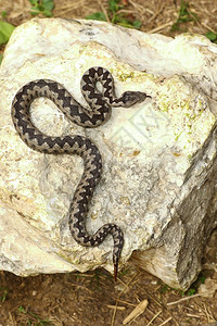 爬虫学灰色的雄有鼻角毒蛇在岩石上烘烤Vipera管这是欧洲大范围蛇的最危险和有毒的动物学图片