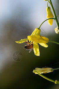 昆虫生长蜜蜂在托斯卡纳羽衣甘蓝的黄色花朵上采集蜜和粉蜂在托斯卡纳羽衣甘蓝的黄色花朵上采集粉植物学图片
