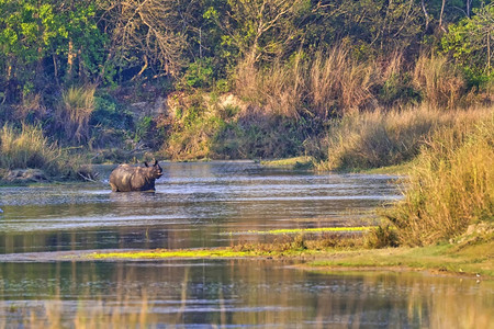 大一角犀牛印度亚洲裔单形象球湿地皇家Bardia公园尼泊尔巴迪亚公园尼泊尔亚洲生物多样可爱的避难所图片