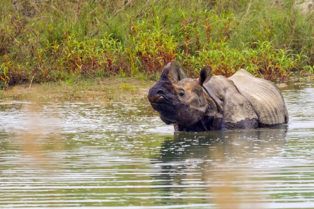 喇叭栖息地危险的大一角犀牛印度亚洲独木卫一湿地皇家巴迪亚国公园尼泊尔巴迪亚公园图片