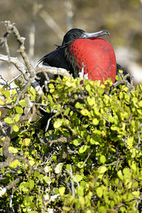 鸟类学野生动物加拉帕戈斯群岛公园加拉帕戈斯群岛教科文组织世界遗产地厄瓜多尔美国荒野图片